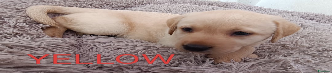 Labrador Retriever yellow