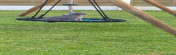 British Shorthair cats for sale:  British Cross Shorthair Kittens - Advert 5