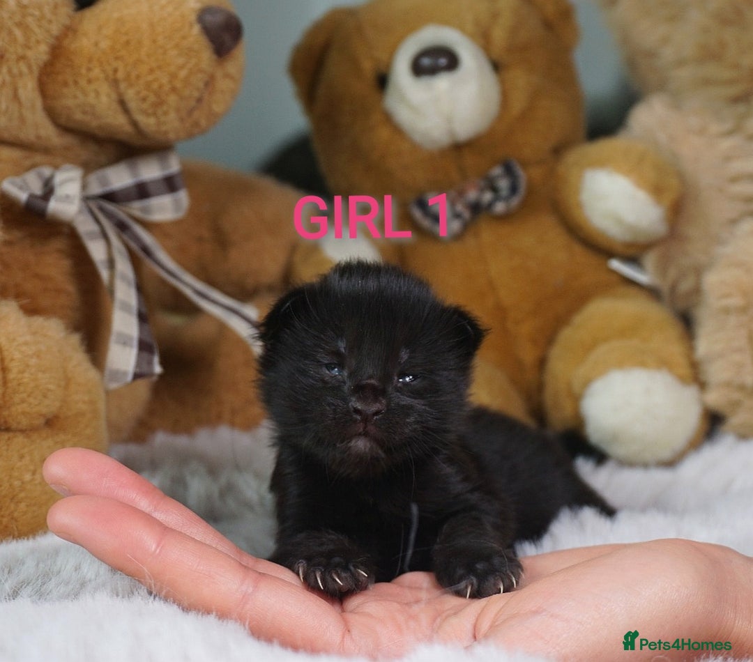 Maine Coon cats for sale: SHOW QUALITY MAINE COON KITTENS  - Image 8