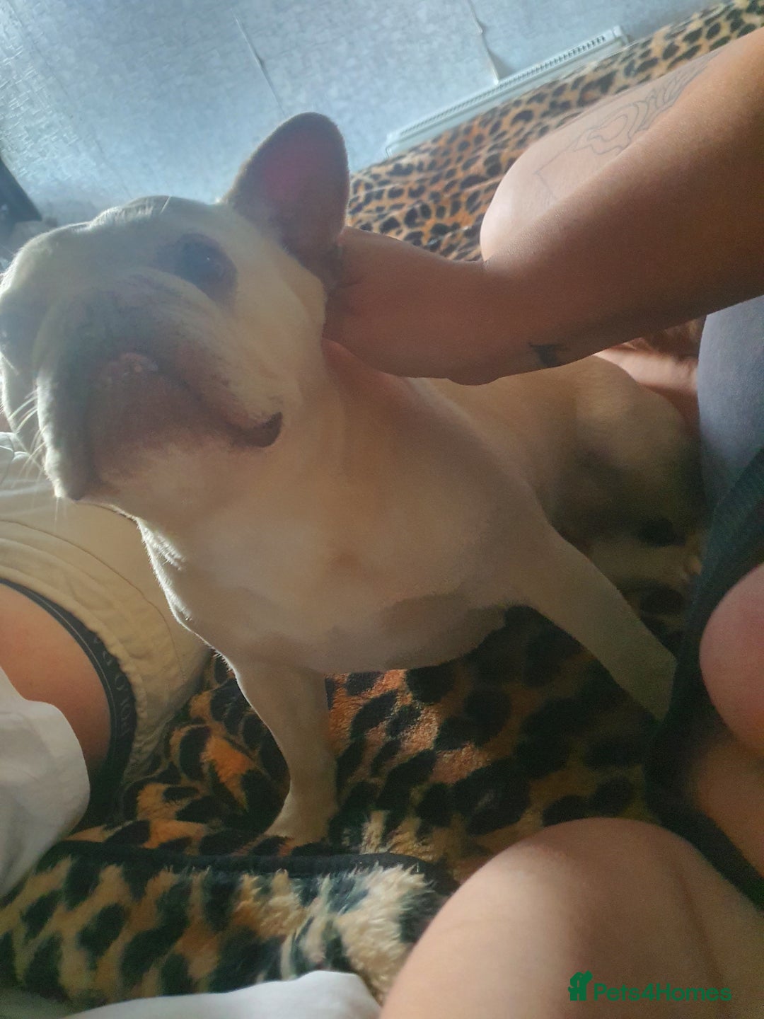French Bulldog dogs for sale: Beautiful white female frenchie - Image 10
