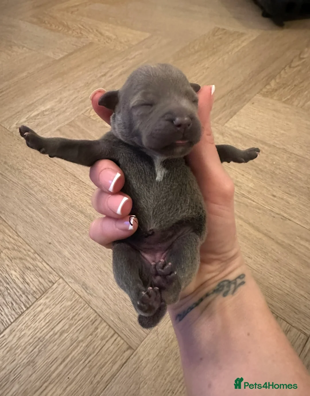 Staffordshire Bull Terrier dogs for sale: Staffordshire Bull Terrier Pups for Sale 🩶 - Advert 12