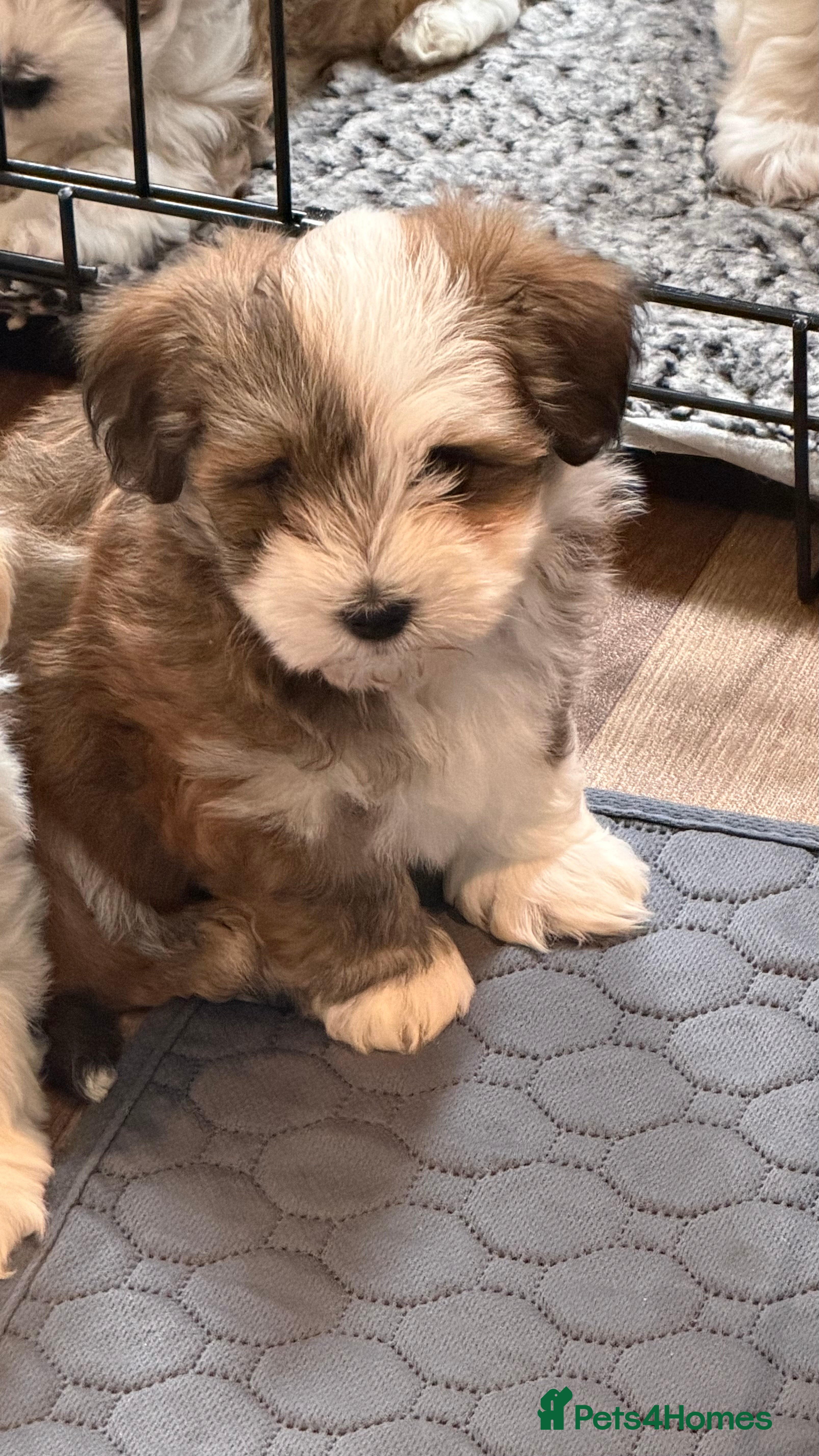 Havanese dogs Pure KC Havanese from 5 star licensed breeder  - Advert 2