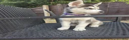 Siberian Husky dogs for sale: lovely pure breed husky puppies, ready to go in London - Advert 3