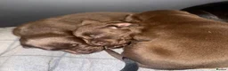 Labrador Retriever dogs for sale: Labrador puppies for sale  in Widnes - Advert 9