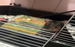 Rat rodents for sale: 3 male rats  - Image 7
