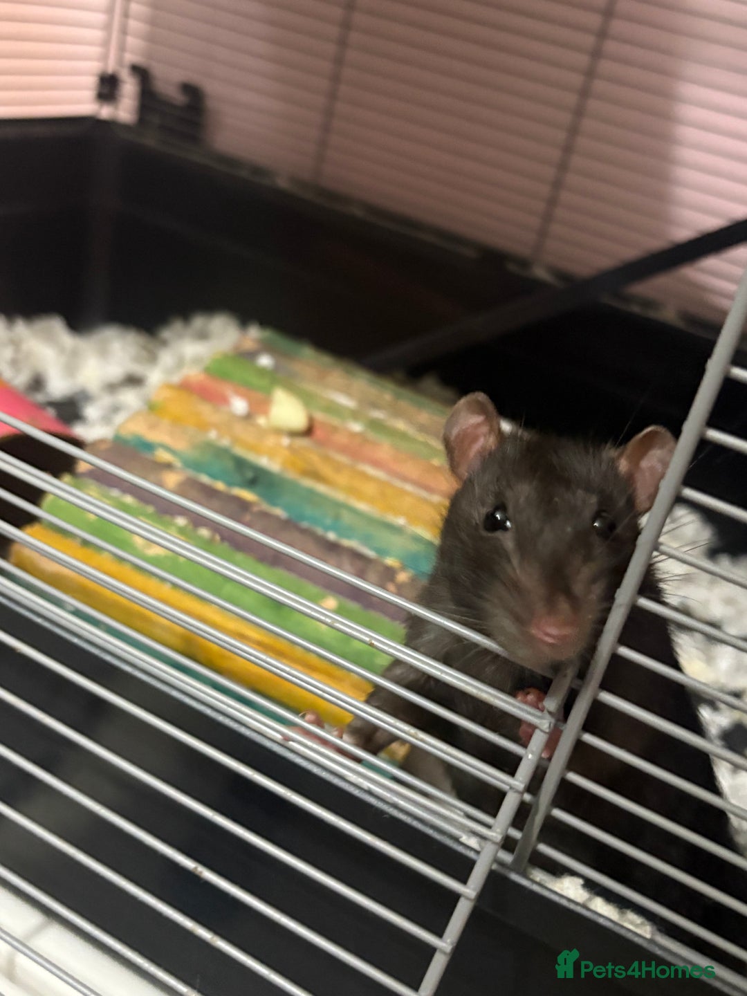 Rat rodents for sale: 3 male rats  - Image 7