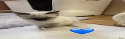 Ragdoll cats for sale: Beautiful Ragdolls  - Advert 16