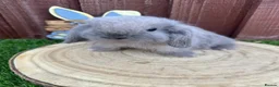 Mini Lop rabbits for sale: 🥰😍Stunning purebred mini lops ready to reserve  - Advert 2