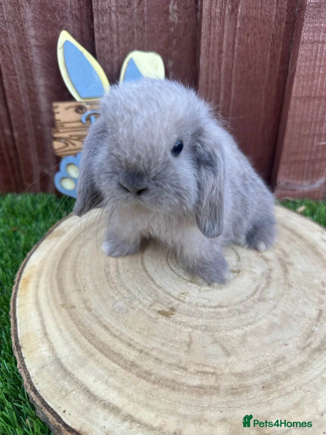 Mini Lop rabbits for sale: 🥰😍Stunning purebred mini lops ready to reserve  - Advert 2