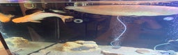 Other/Mixed Breed fish for sale: 12” Albino iridescent shark - Advert 5