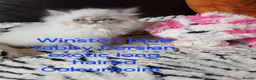 Exotic cats for sale: PEDIGREE GCCF PERSIAN EXOTIC BABIES - Advert 1