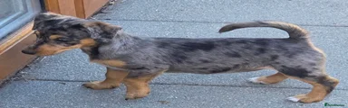 Jack Russell 5