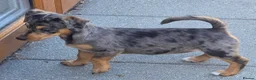 Jack Russell dogs for sale: Jack Russell Pups - Advert 3