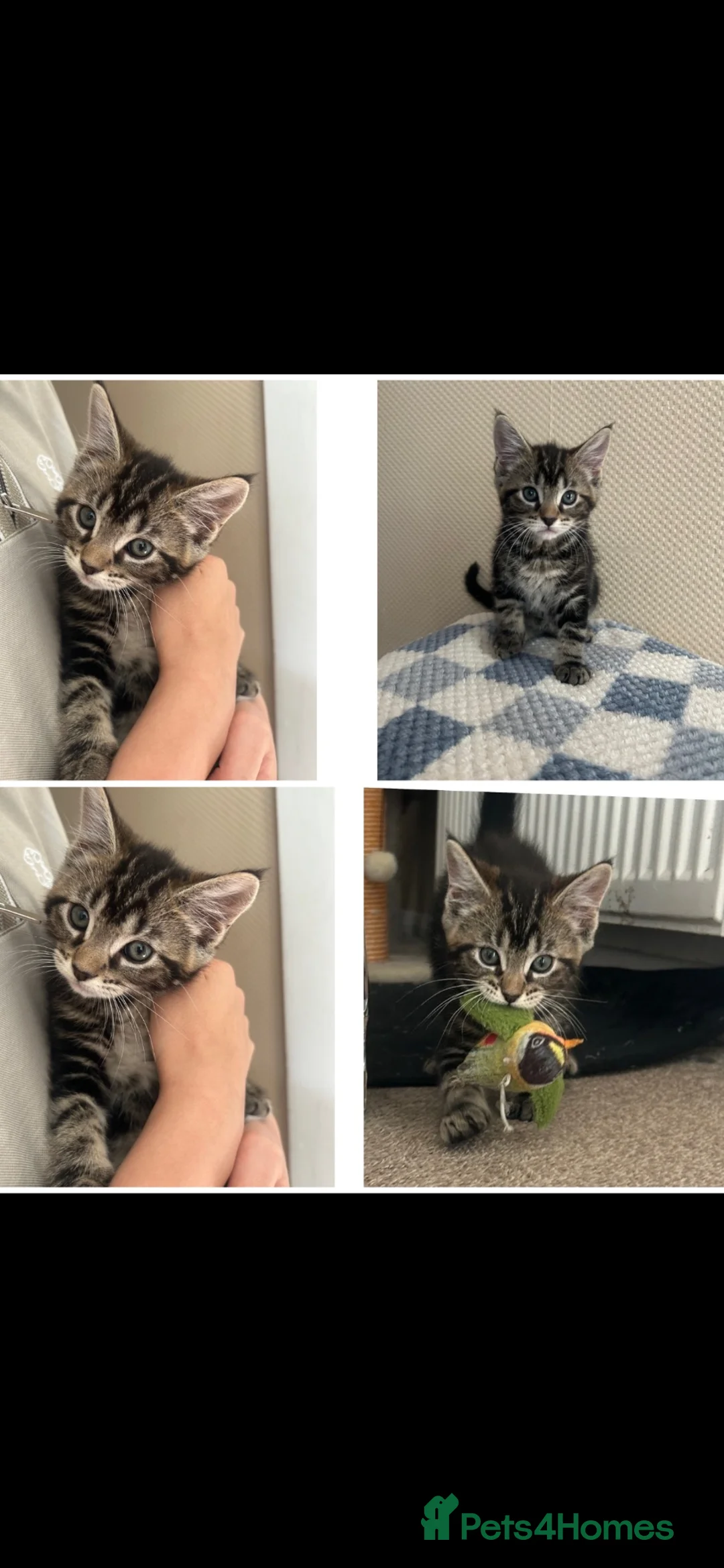 Mixed Breed cats for sale:  kittens looking for a loving forever home 🐾 in Ipswich - Advert 7