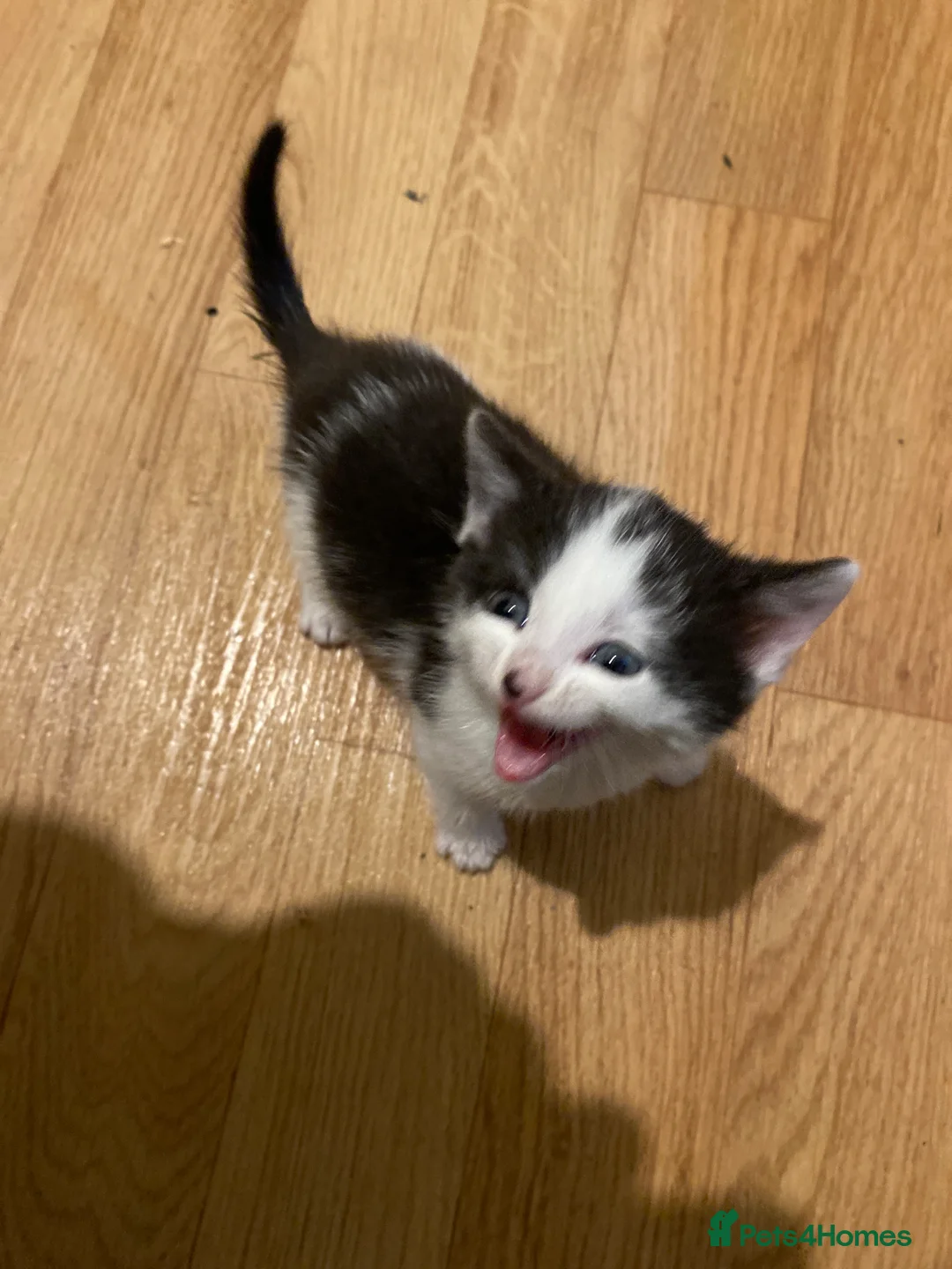 Mixed Breed cats for sale: Mixed breed kitten  - Advert 2