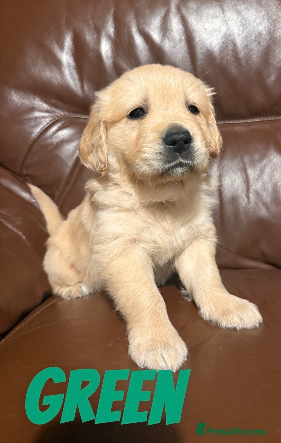 Golden Retriever dogs beautiful golden pups #only 2 boys available# - Advert 6