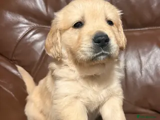 Golden Retriever dogs beautiful golden pups #only 2 boys available# - Advert 14