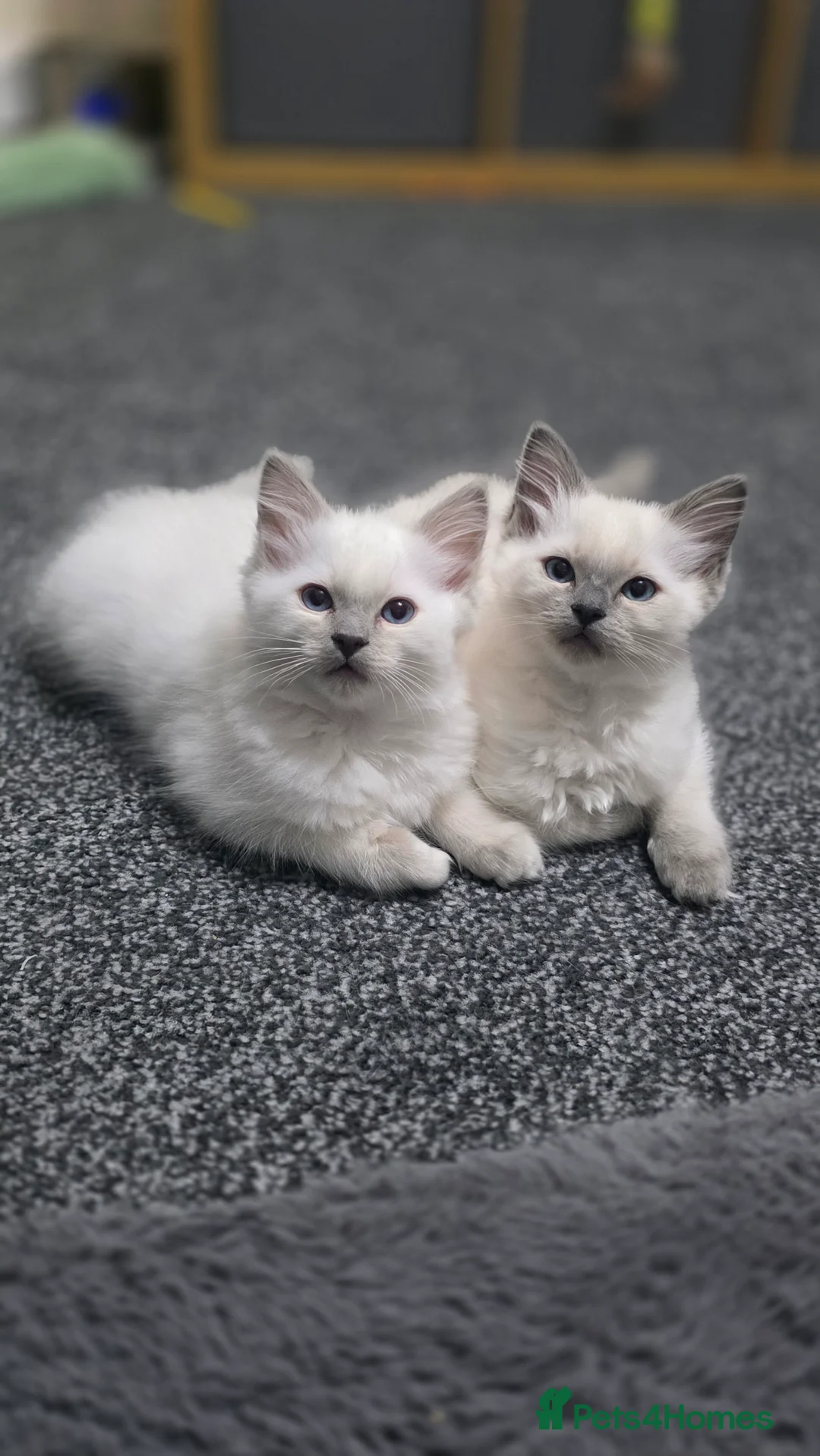 Ragdoll cats for sale: Blue point Ragdoll kittens for sale  - Advert 17