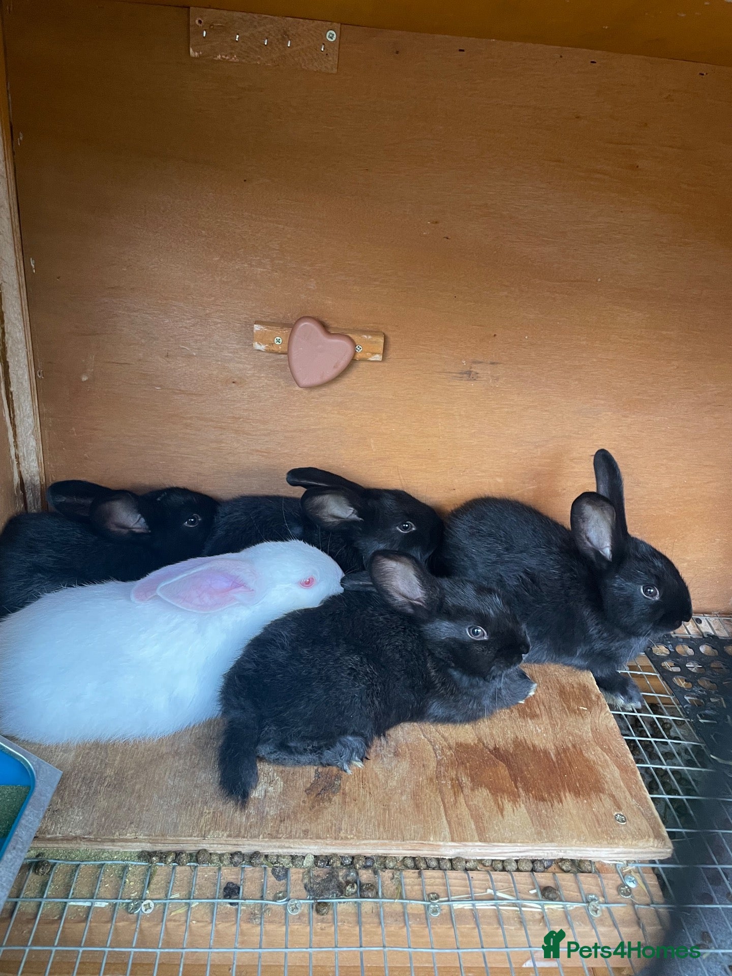 New Zealand rabbits for sale: Pure New Zealand - Advert 1