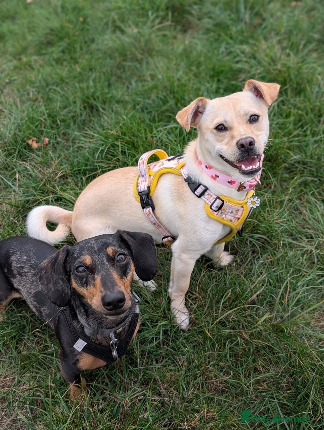 Mixed Breed dogs for adoption: Gwenie  - Advert 4