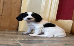 English Springer Spaniel dogs for sale: Stunning DNA Clear KC Springer Spaniel Puppies  - Image 14