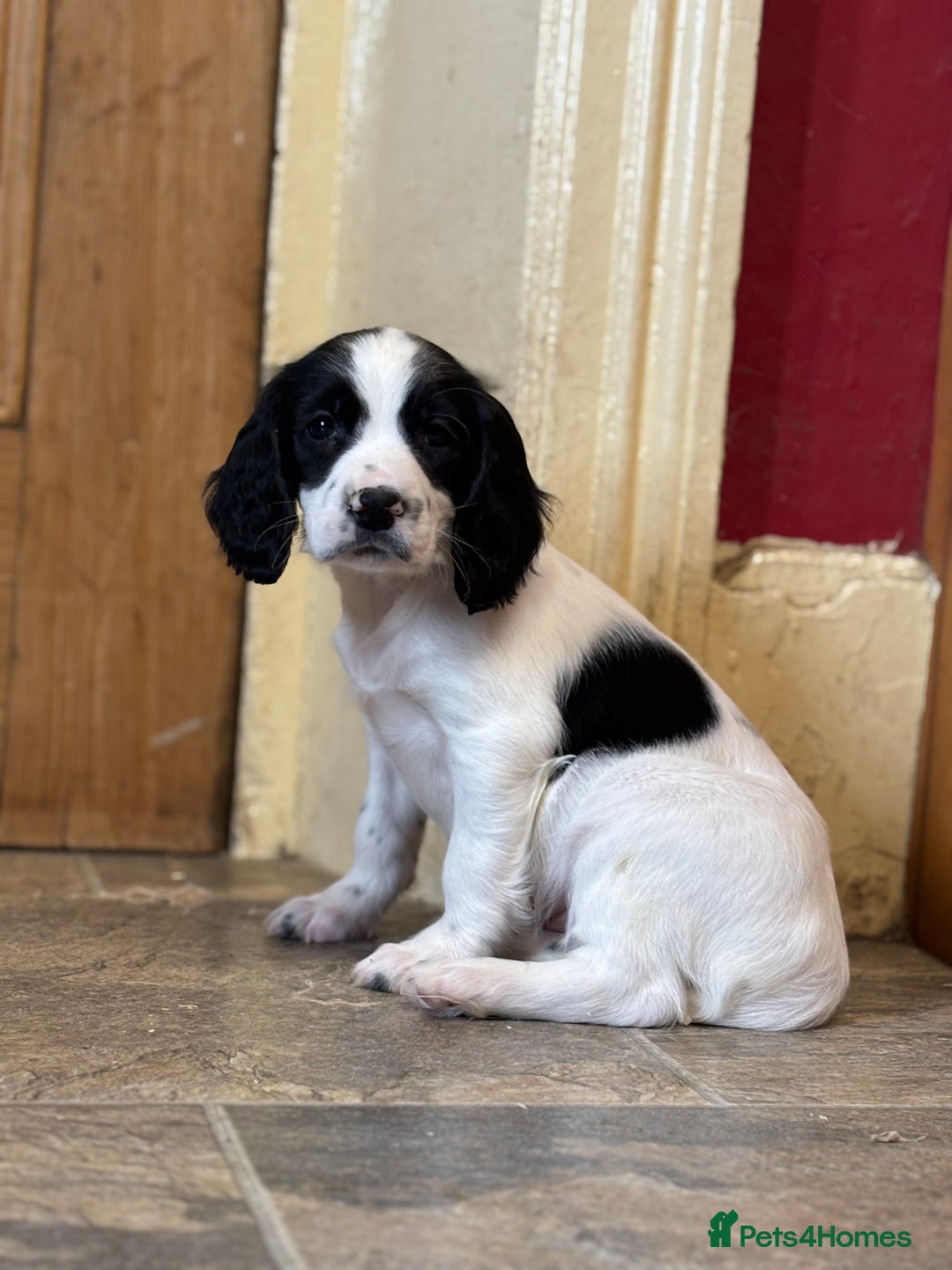 English Springer Spaniel dogs for sale: Stunning DNA Clear KC Springer Spaniel Puppies  - Image 14