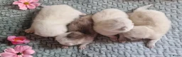 British Shorthair cats for sale: 💖GOLDEN & SILVER BSH & BLH KITTENS💖 - Advert 3