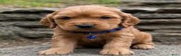 Cocker Spaniel dogs for sale: Show type/ parents DNA tested Cocker Spaniel pups! - Advert 5