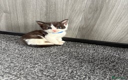 Domestic Shorthair cats for sale: Beautiful kittens  - Image 9