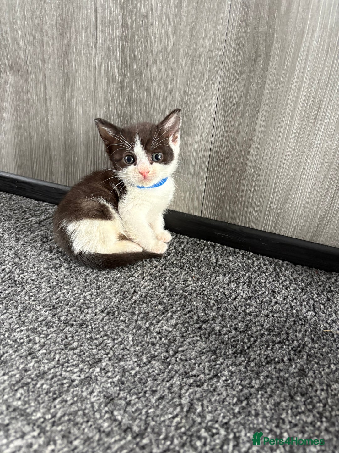 Domestic Shorthair cats for sale: Beautiful kittens  - Image 9