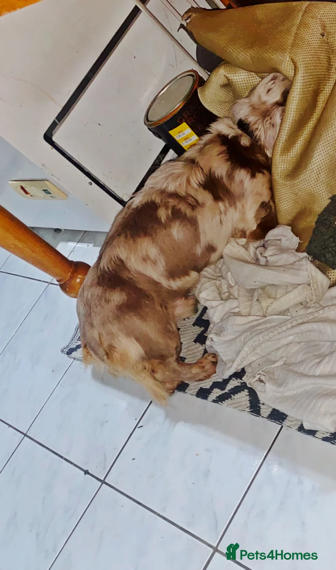 Miniature Dachshund dogs for stud: 🏆PEREZ’ CHAMPION STUD🏆  - Advert 4