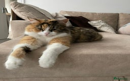 Maine Coon cats for sale: Aria  - Image 2