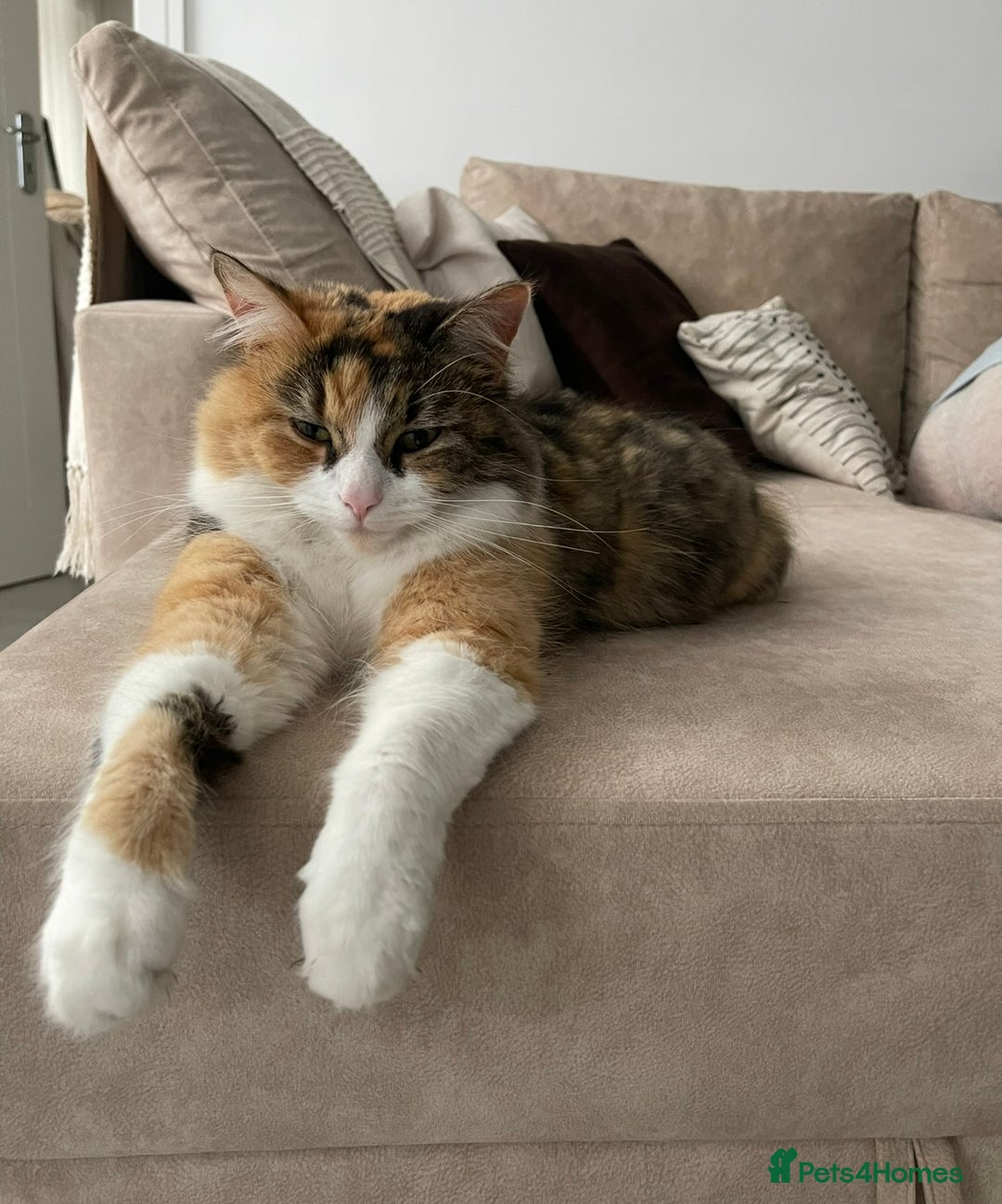 Maine Coon cats for sale: Aria  - Image 2