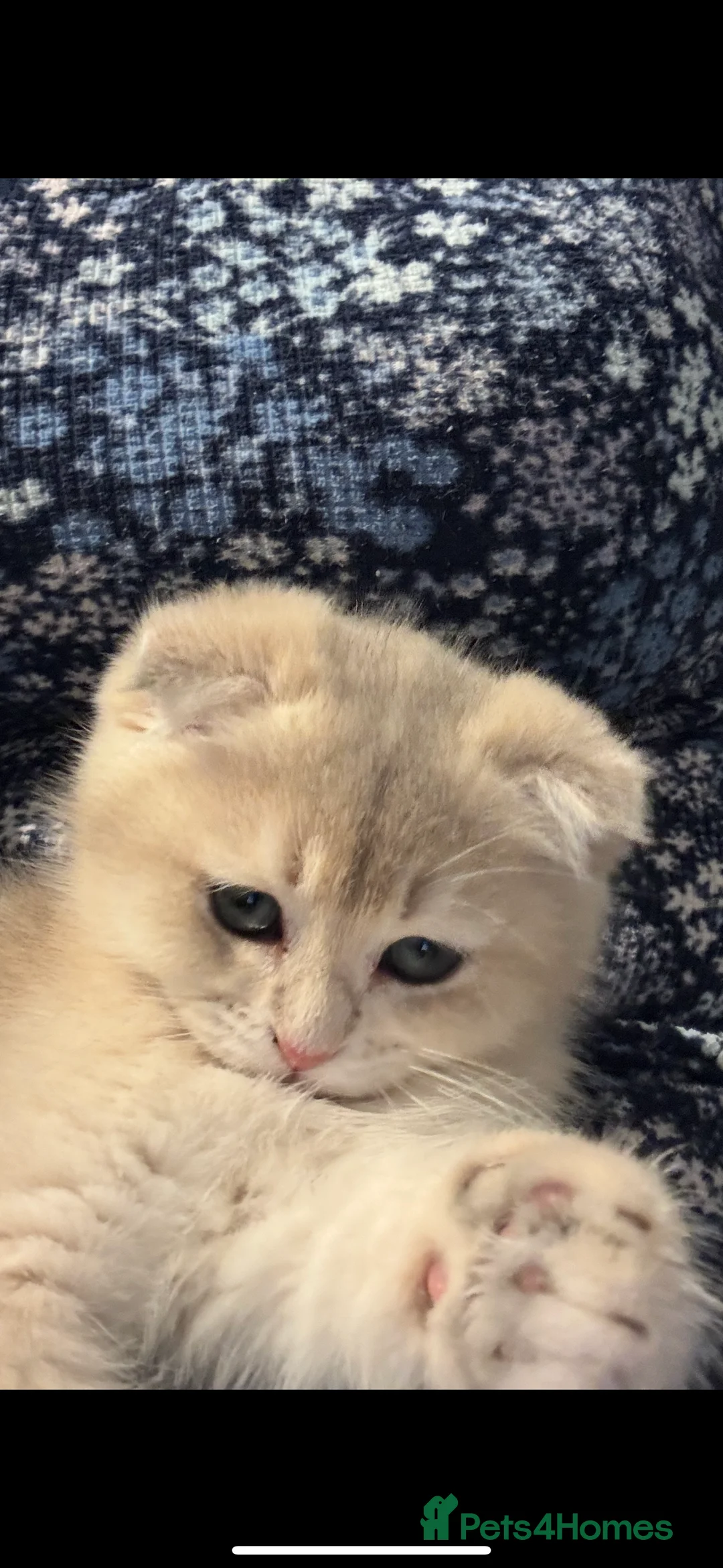 Scottish Fold cats for sale: Scottish Fold and Straight purebreds Kittens - Advert 8