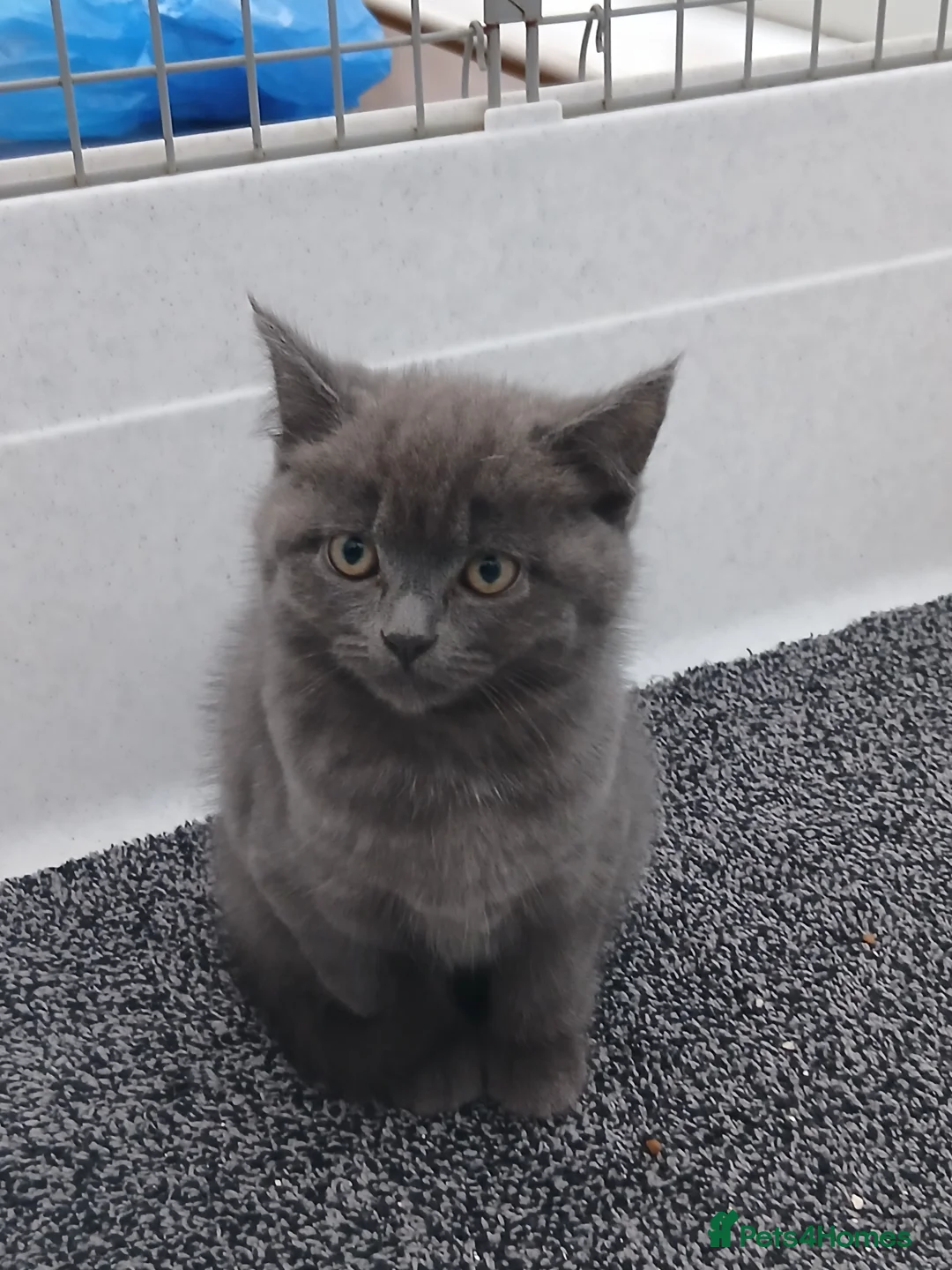 British Longhair cats for sale: British short-hair xxx - Advert 3