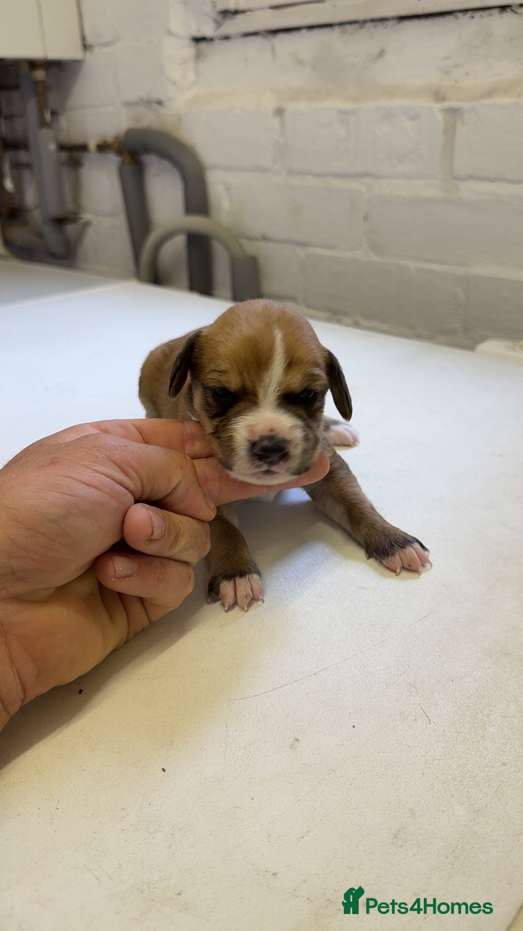 Mixed Breed dogs for sale: Sprocker x lurcher puppies  - Image 6