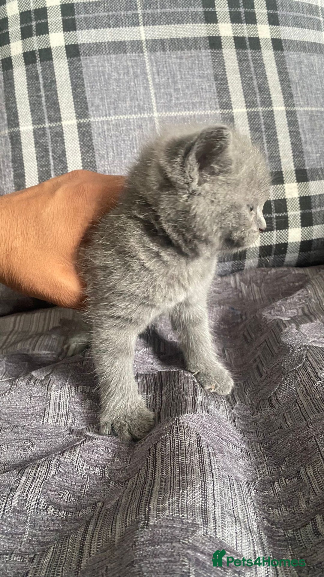 British Shorthair cats for sale:  British short hair kittens  - Image 5
