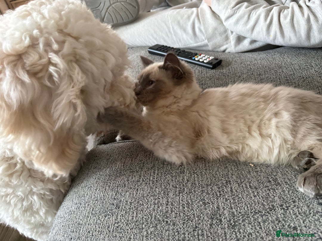 Ragdoll cats for sale: Beautiful GCCF Ragdoll Kittens  - Advert 16