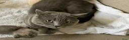 British Shorthair cats for sale: British shorthair kittens  - Advert 10