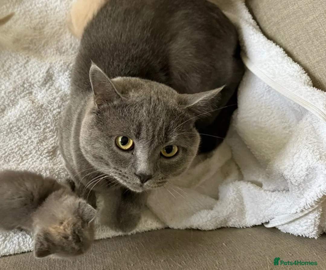 British Shorthair cats for sale: British shorthair kittens  - Advert 10