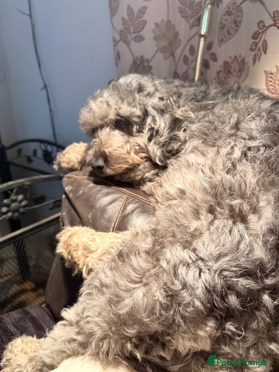 Cockapoo dogs for sale: Cockapoo’s for sale - Advert 8