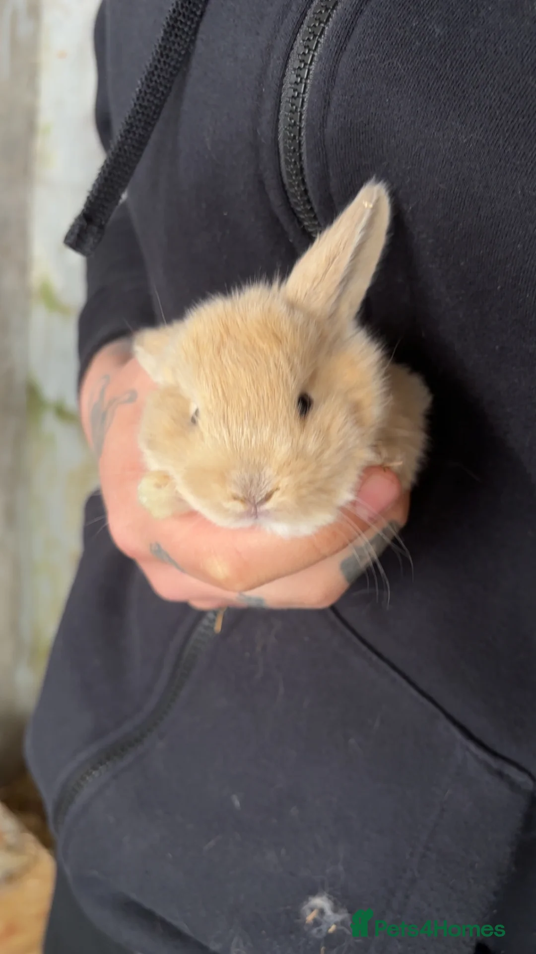 Mini Lop rabbits for sale: Mini lop in Treorchy - Advert 2