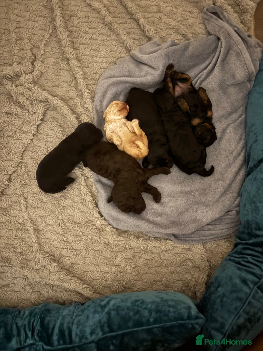 Cockapoo dogs for sale: Cockapoo Hypoallergenic F2B Pups - Full jabs - Image 10