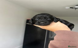 Cocker Spaniel dogs for sale: Cocker spaniels ( show type)  - Image 4