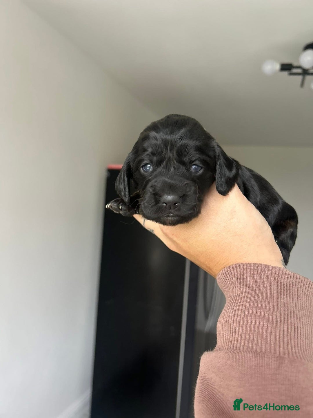 Cocker Spaniel dogs for sale: Cocker spaniels ( show type)  - Image 4