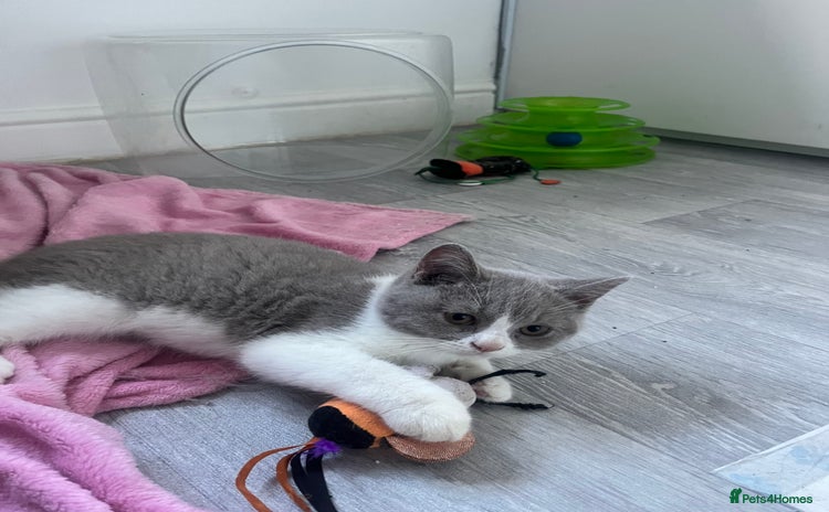 British Shorthair cats - Advert 2