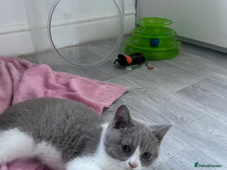 British Shorthair cats - Advert 5