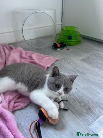 British Shorthair cats - Advert 2