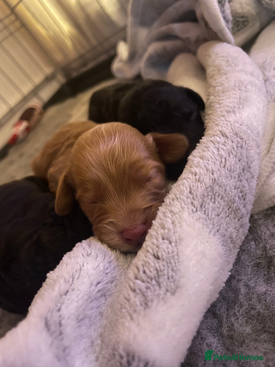 Cockapoo dogs for sale: Adorable Cockapoo Puppies! - Advert 1