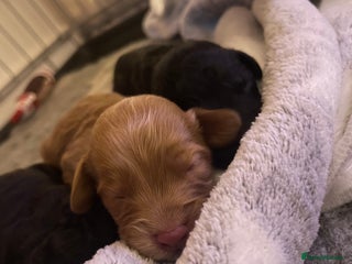 Cockapoo dogs Adorable Cockapoo Puppies! - Advert 1